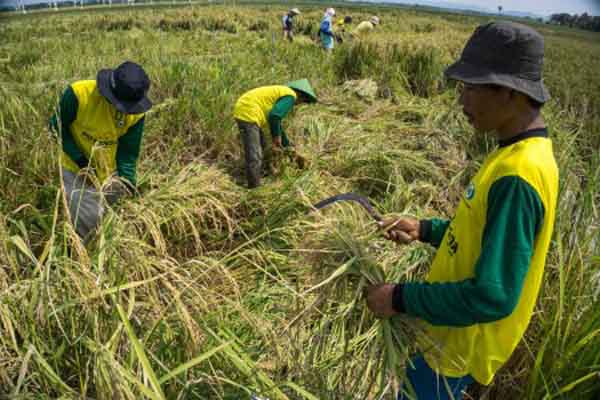  Cuaca Tak Menentu, Hasil Panen Petani Malang Terus Menurun