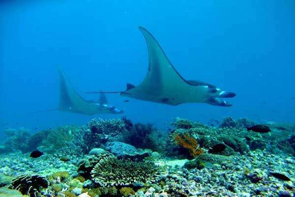  PARIWISATA BAHARI: Mengintip Ikan Menari di Manta Point