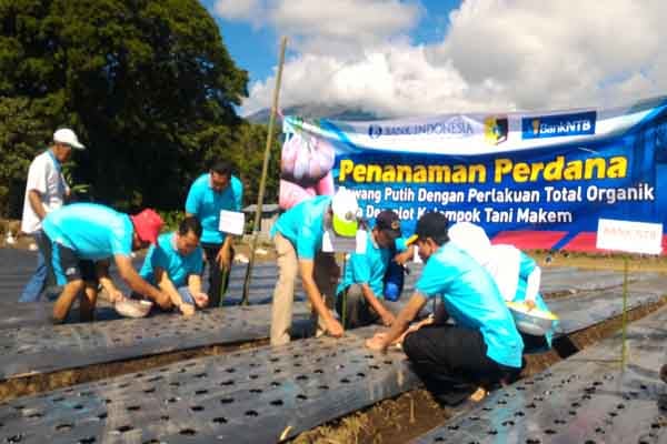  Sembalun Ditarget Jadi Pemasok Bawang Putih Nasional