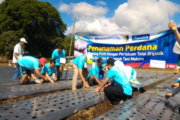  Bawang Putih Sembalun Ditarget Bisa Pasok Kebutuhan Nasional