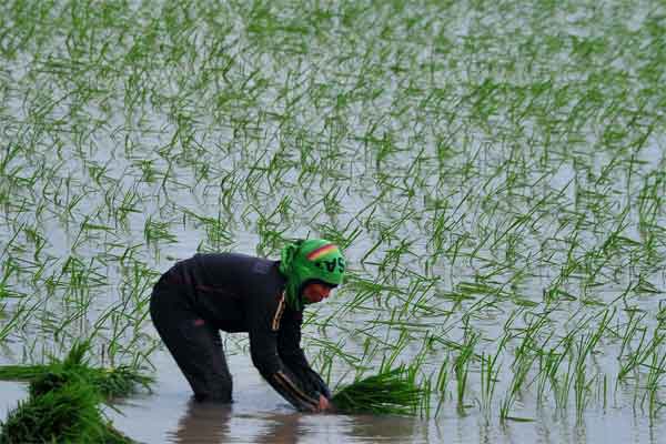  SPEKTRUM: Sawah Habis di Negeri Agraris