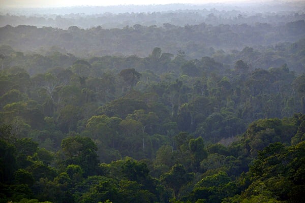  RESTORASI HUTAN: Sumsel Bidik 400.000 Ha