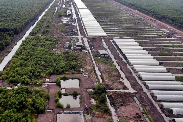  Industri Pulp dan Kertas: Tanjungenim Lestari Beralih ke Eukaliptus