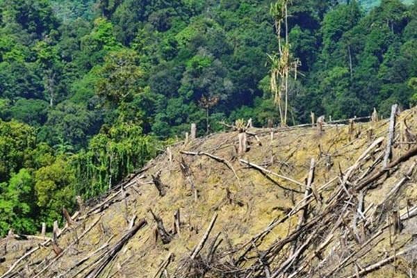  Jerman Dukung Moratorium Kelapa Sawit RI