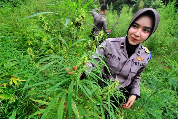  Polwan Aceh Cabuti Tanaman Ganja