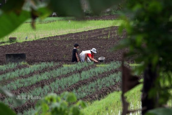  Aturan Wajib Tanam Bawang Putih Sudah Sampai Meja Menteri