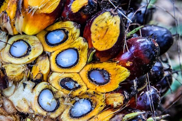  KELAPA SAWIT : Raperpres ISPO Harus Peduli kepada Petani