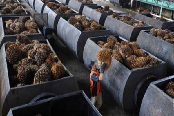  RESOLUSI SAWIT EROPA : Italia Beri Sinyal Dukung Indonesia