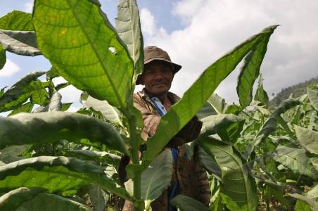  Panen Menurun, Harga Tembakau di Tulungagung Naik