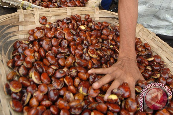  Harga Jengkol Meroket Jadi Rp80.000 per Kilo