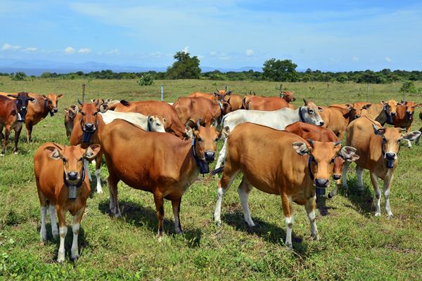  DAMPAK IMPOR DAGING KERBAU  : Pemerintah Jamin Usaha Ternak Sapi