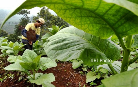  Harga Bibit Tembakau di Probolinggo Merosot