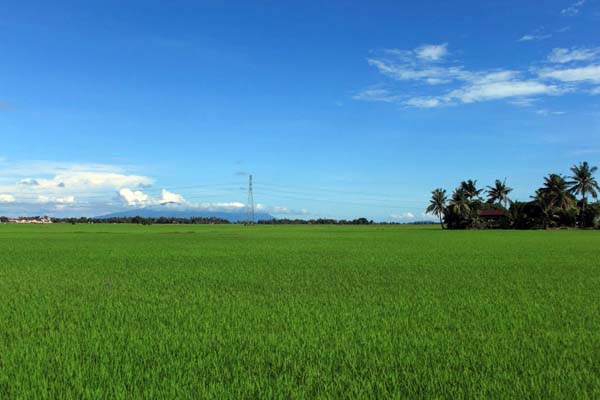  M-Tani Group & Pemkab Sragen Bangun Pabrik Beras Organik