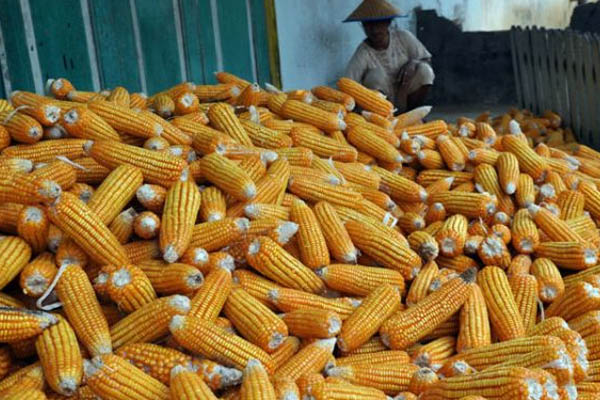  Jateng Jadi Salah Satu Kawasan Pengembangan Jagung