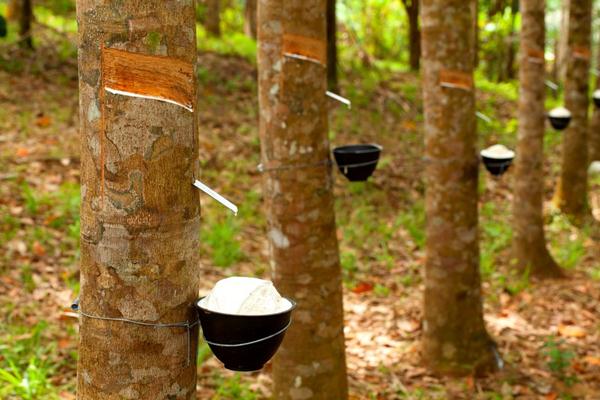  HARGA KARET 30 MEI: Yen Lanjut Menguat, Karet Loyo di Hari ke-5