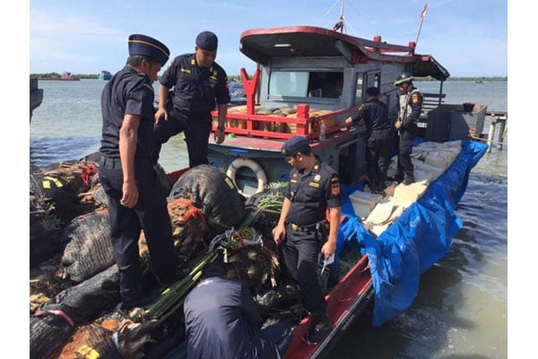  Patroli Laut Bea Cukai Aceh Gagalkan Penyelundupan Bibit Dan Pohon Kurma