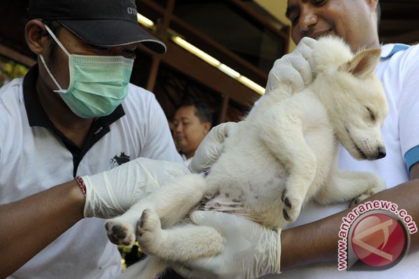  Penanganan Rabies Bali Perlu Regulasi Kepemilikan Hewan Penular