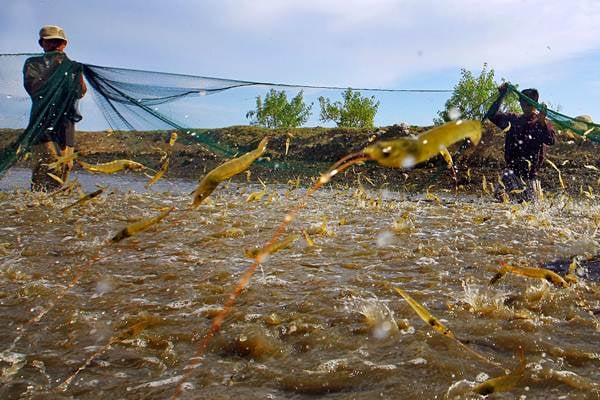  Udang Putih Mulai Dikembangkan