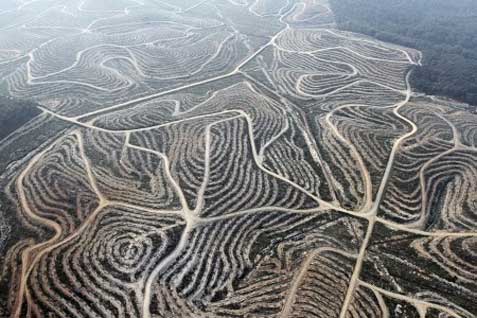  7 Hektare Lahan Sawit Milik Petani Jadi Sawah