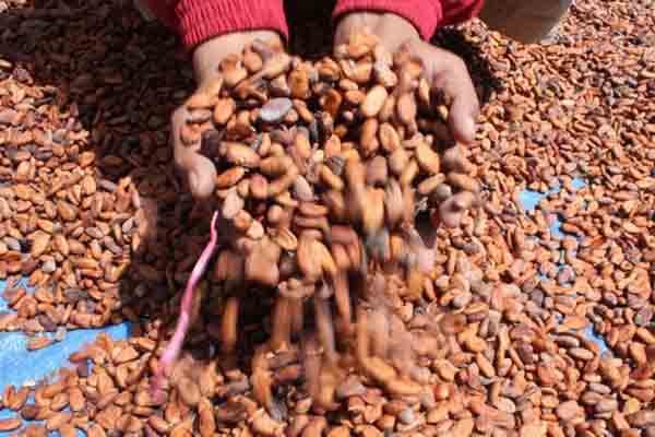 Produsen Coklat Krisis Bahan Baku
