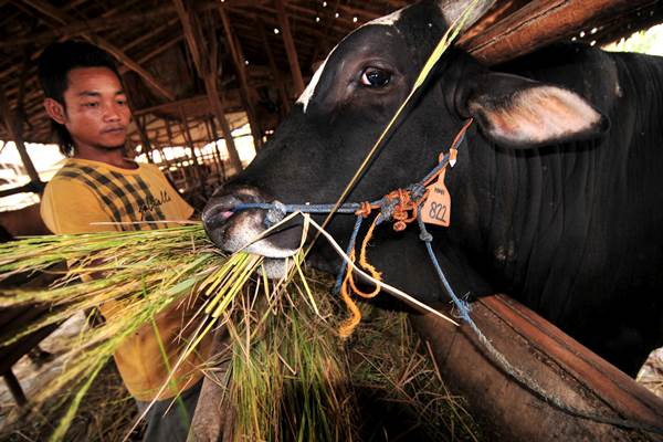  Pasar Peternakan Rakyat Bergeser