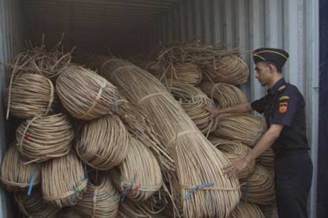  Kalbar Sita 120 Ton Rotan Ilegal Tujuan Malaysia