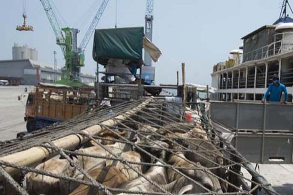  Cuaca Buruk, 3 Kapal Ternak Tertahan di Pelabuhan Tenau Kupang