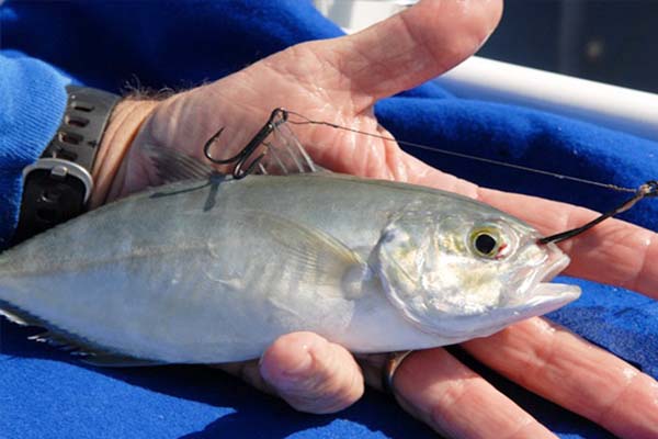  Cuaca Buruk Juga Pengaruhi Pasokan Umpan Ikan