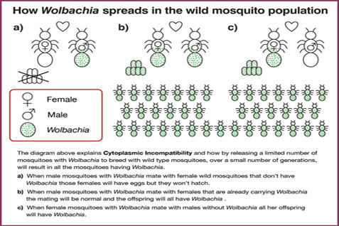  Bakteri Wolbachia, Solusi Atasi Demam Berdarah Dengue Aedes Aegypti