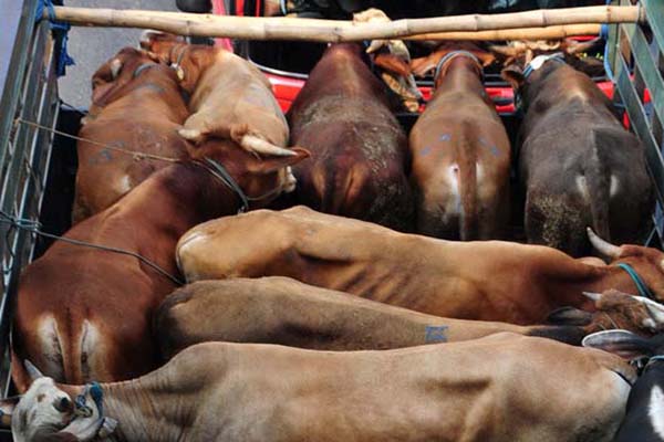  Pemasaran Sapi NTT Didorong Melalui Lelang Ternak