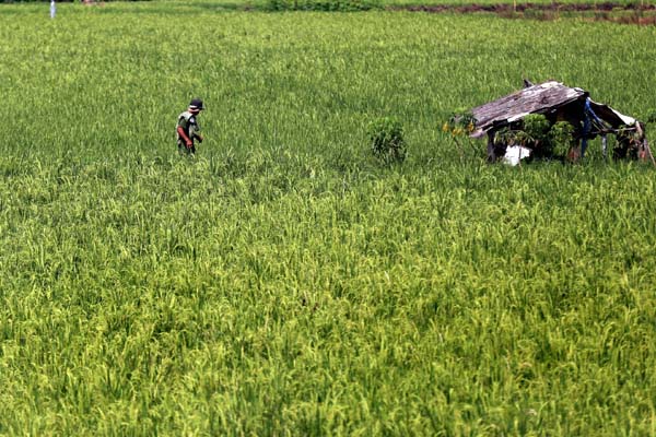  FOTO: Antisipasi Paceklik, Kabupaten Bandung Siapkan 63 Lumbung Pangan