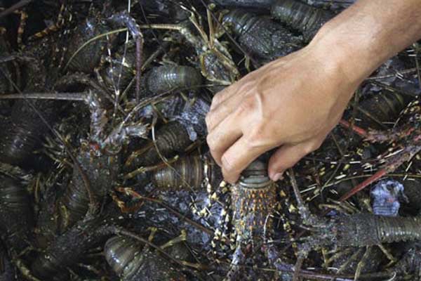  Eks Penangkap Lobster di Lombok Alih Profesi Jadi Nelayan Budi Daya