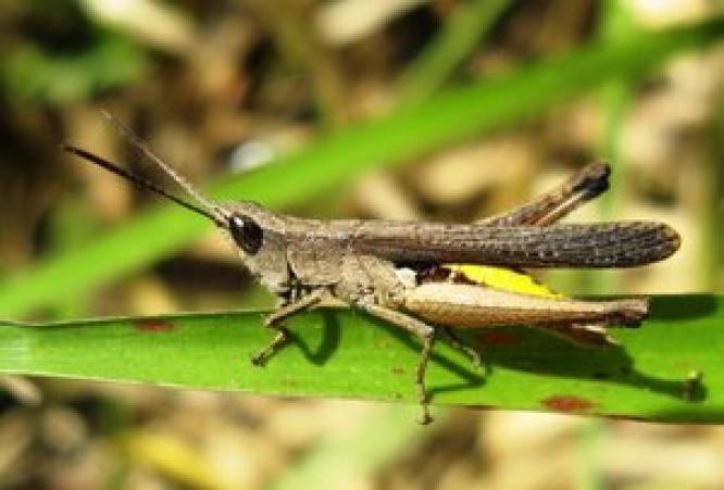  Sumba Timur Minta Bantuan Pemberantasan Belalang