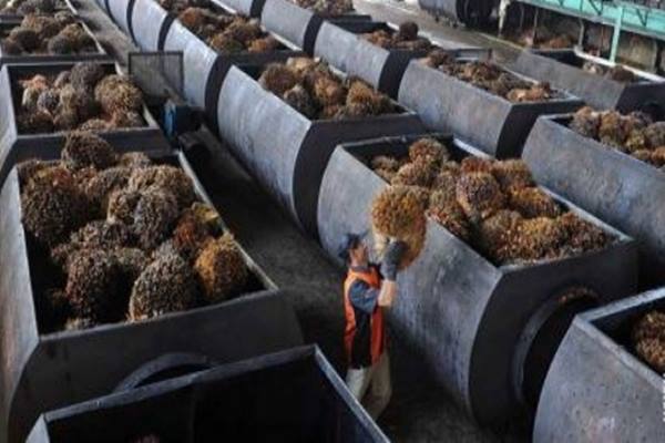  HARGA CPO 21 JUNI: Minyak Seret Sawit Turun Hampir 1%