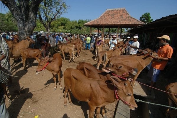  Kebutuhan Hari Raya, Pengiriman Sapi Madura ke Probolinggo Naik