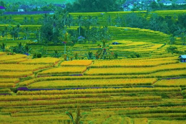  OBAMA BERLIBUR KE BALI : Obama Beli Beras Merah di Jatiluwih