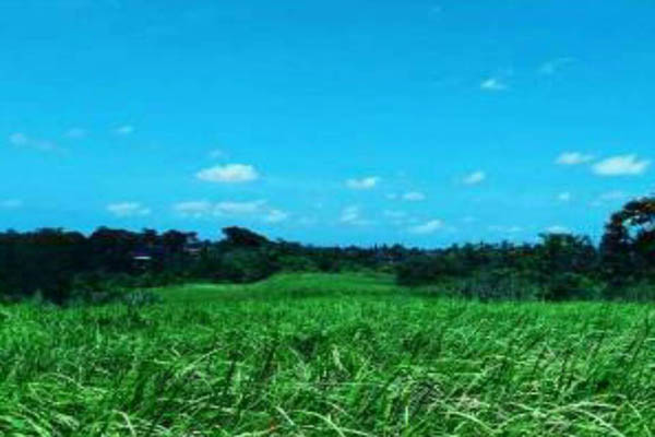  Bukit Campuhan Ubud, Wisata Alternatif di Pulau Bali