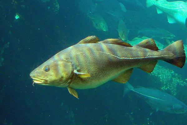  Ikan-ikan Berikut Jangan Dimakan, Ini Sebabnya