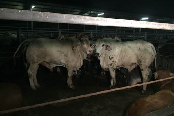  Putusan Sela Kartel Sapi Dibacakan 11 Juli
