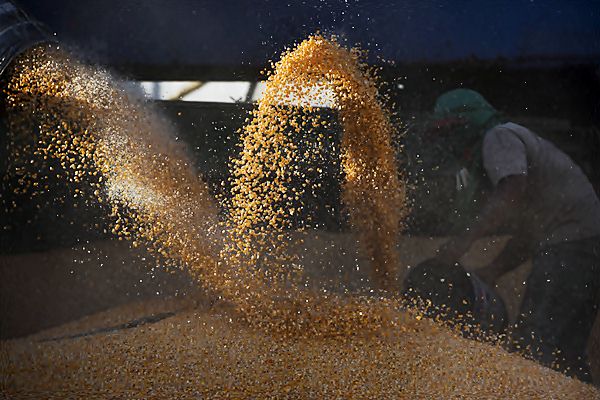  PAKAN LAYER : Kementan Jamin Pasokan Jagung