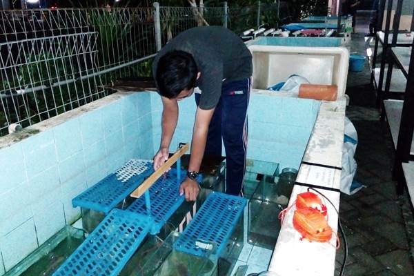  Ternyata, Pertumbuhan Ikan Lele Bisa Dirangsang Medan Listrik