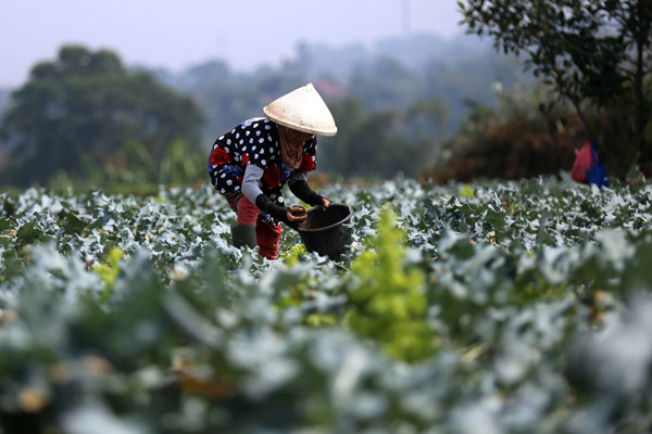  FOTO: Hortikultura dan Perkebunan Jadi Fokus di 2018