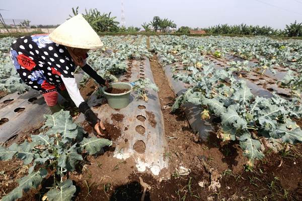  Petani Brokoli Cihanjuang