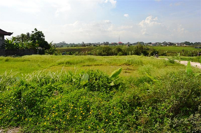  Jasindo Denpasar Sebut 6.958 Hektare Lahan Pertanian Diasuransikan