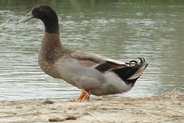  Impor Ditutup, Produksi Daging Bebek Domestik Naik