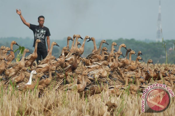  Keran Impor Ditutup, Produksi Bebek Lokal Naik 11%