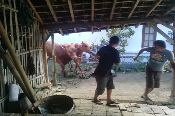  Seekor Sapi Madura Berkeliaran di Jalan Raya Klaten