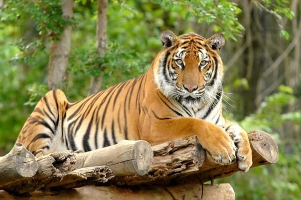  KISAH DUNIA, Anak Tega Jadikan Orang Tua Santapan Harimau