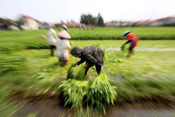  FOTO: Petani Sekejati Bandung Panen Kangkung