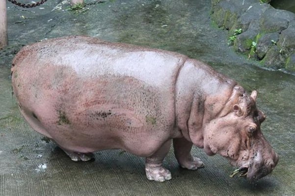  Bertha, Kuda Nil Tertua di Dunia Mati